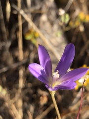 Brodiaea santarosae