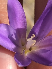 Brodiaea santarosae