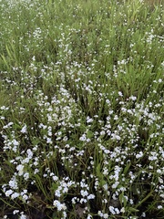 Plagiobothrys figuratus