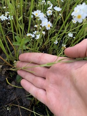 Plagiobothrys figuratus