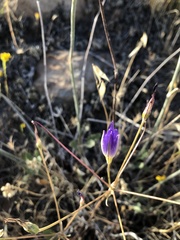 Brodiaea santarosae
