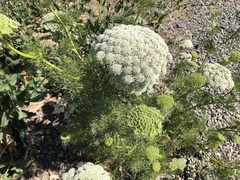 Visnaga daucoides