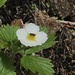 Western Woodland Strawberry - Photo (c) Aaron Liston, some rights reserved (CC BY), uploaded by Aaron Liston