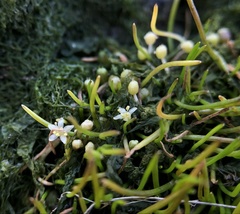 Lilaeopsis occidentalis