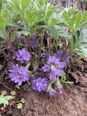 Hydrophyllum alpestre