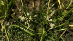 Lilaeopsis occidentalis