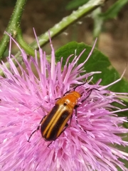 Nemognatha piazata