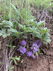 Hydrophyllum alpestre