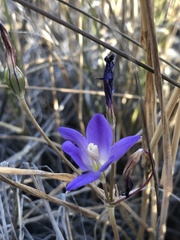 Brodiaea santarosae