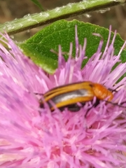 Nemognatha piazata