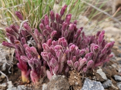 Aphyllon fasciculatum