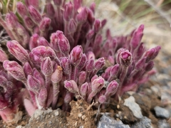 Aphyllon fasciculatum