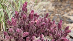 Aphyllon fasciculatum