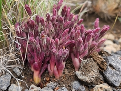 Aphyllon fasciculatum