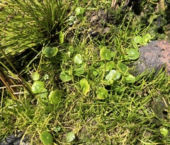 Hydrocotyle verticillata