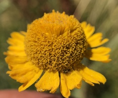 Helenium bigelovii