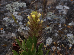 Castilleja victoriae