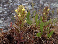 Castilleja victoriae