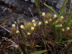 Castilleja victoriae