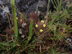 Castilleja victoriae