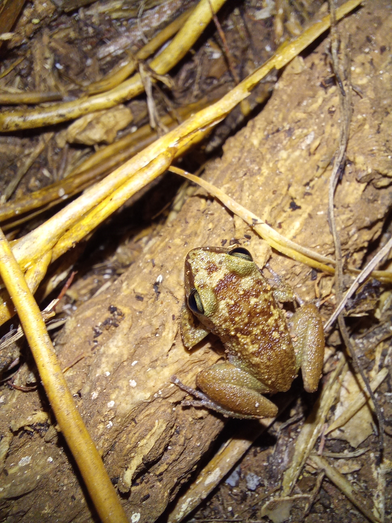 Barred Rockfrog photo 2