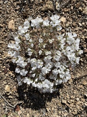 Linanthus concinnus