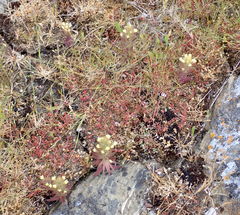 Castilleja victoriae