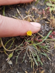 Microseris bigelovii
