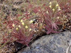Castilleja victoriae