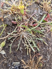 Microseris bigelovii