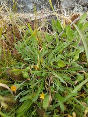 Microseris bigelovii