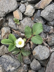Fragaria cascadensis