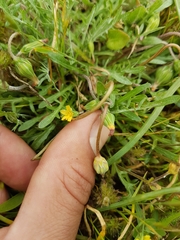 Microseris bigelovii