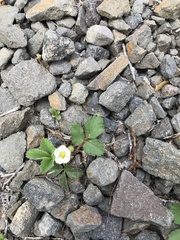 Fragaria cascadensis