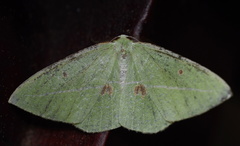 Tanaoctenia haliaria