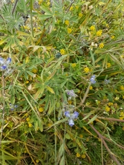 Lupinus polycarpus