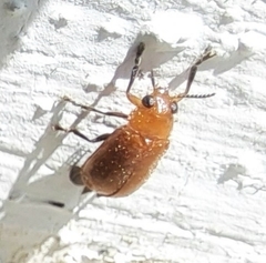 Smaragdina nipponensis