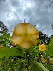 Brugmansia aurea