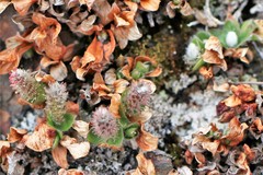 Salix phlebophylla