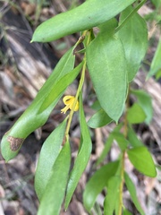 Persoonia oblongata