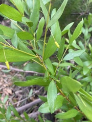 Persoonia oblongata