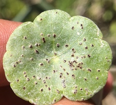Puccinia hydrocotyles