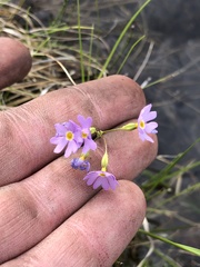 Primula mistassinica