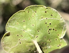 Puccinia hydrocotyles