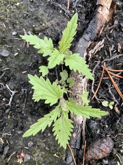 Dracocephalum parviflorum