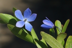 Billardiera heterophylla