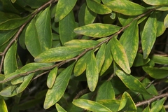 Billardiera heterophylla