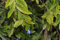 Billardiera heterophylla