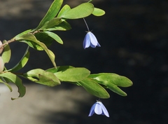 Billardiera heterophylla
