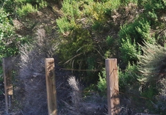 Billardiera heterophylla